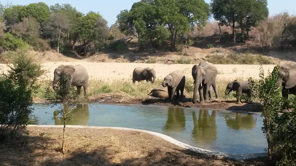 Simbavati River Lodge ティムババティ野生保護区 エクステリア 写真
