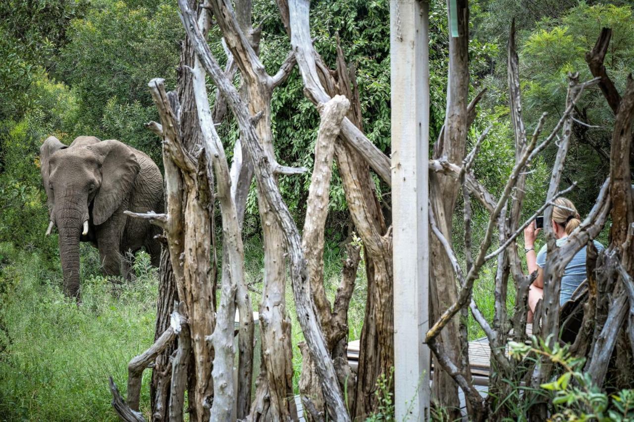 Simbavati River Lodge ティムババティ野生保護区 エクステリア 写真