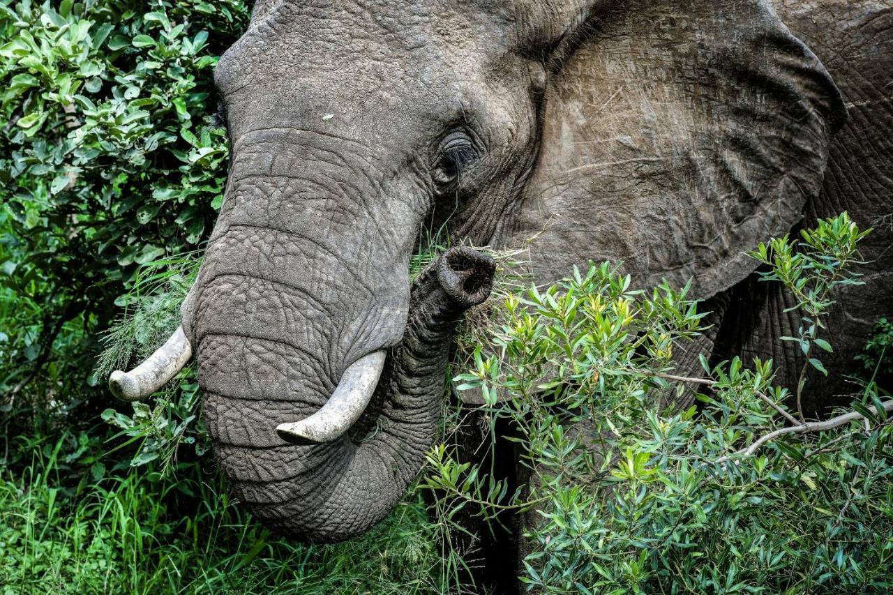 Simbavati River Lodge ティムババティ野生保護区 エクステリア 写真
