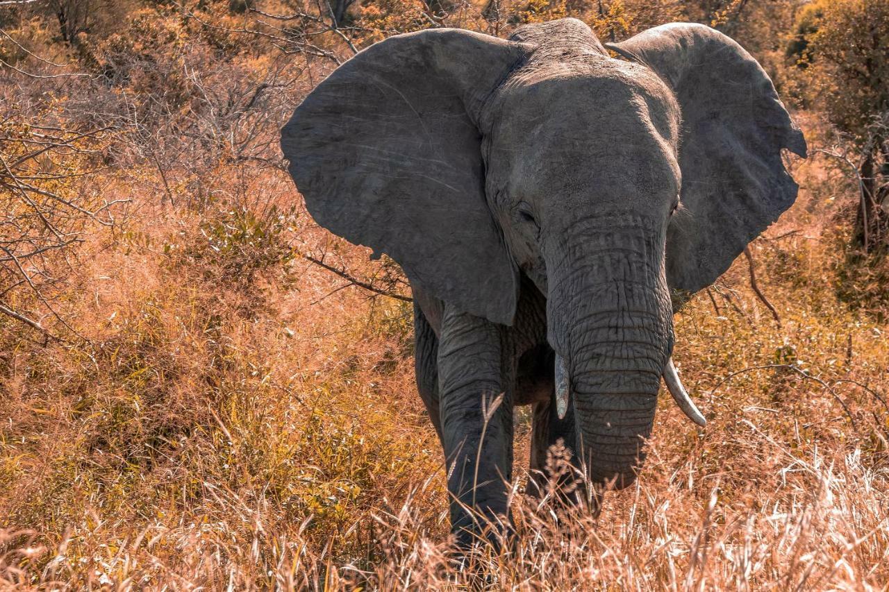 Simbavati River Lodge ティムババティ野生保護区 エクステリア 写真