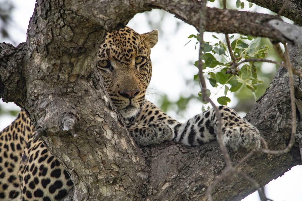 Simbavati River Lodge ティムババティ野生保護区 エクステリア 写真