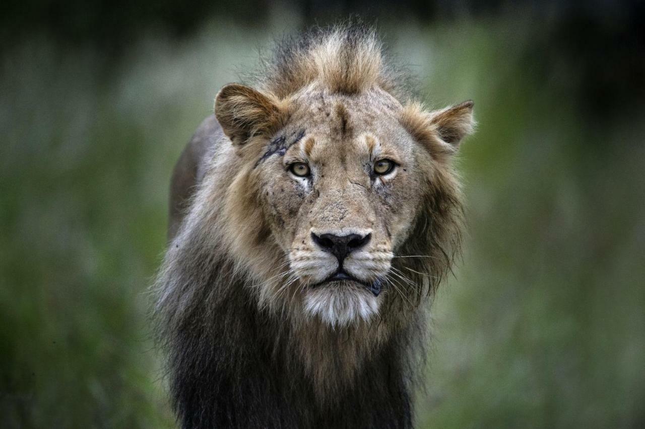 Simbavati River Lodge ティムババティ野生保護区 エクステリア 写真