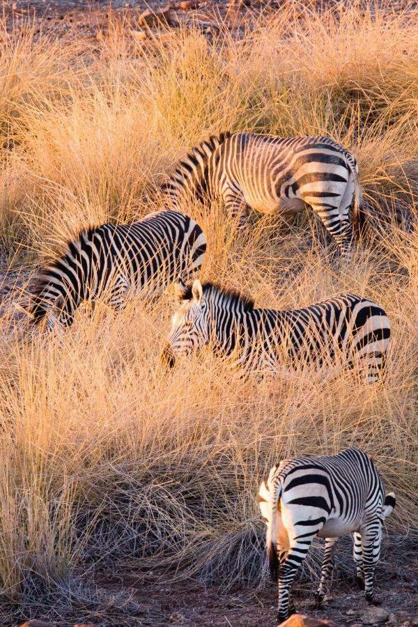 Simbavati River Lodge ティムババティ野生保護区 エクステリア 写真